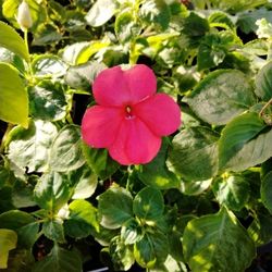 Impatiens