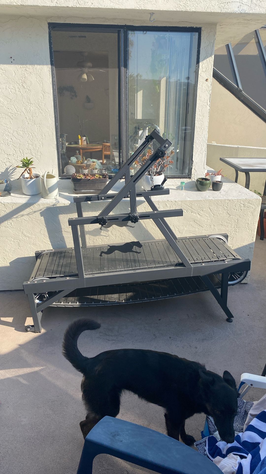 Dog Treadmill