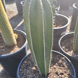Mexican Post Cactus 
