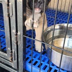 Dog Crate For Small DOG