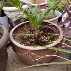 Baby Sago Palm With Ball In A Brown Clay Pot $20