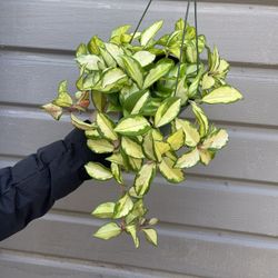 6” hoya exótica 