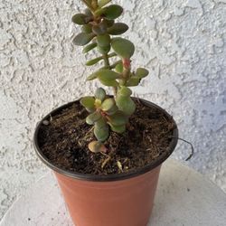 6 Inch Pot Succulent Plant - Crassula Ovata Mini - Hummel Sunset - Jade Plant - Rooted & Established - Drought Resistant 🪴