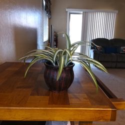 Small Artificial Plant 