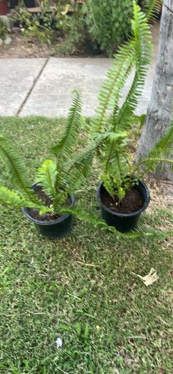 Fern elecho