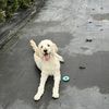 Luca 