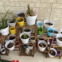 Indoor Plant Stand With Plant Pots And Plants 