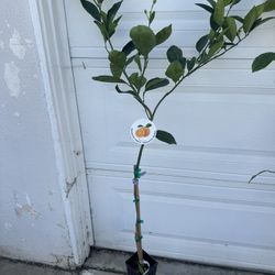 Washington Orange Semi Dwarf
