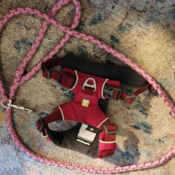 New Doggy Halter and New Leash