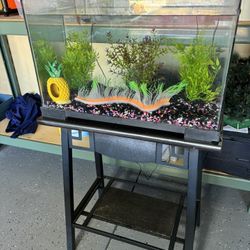 20 Gal Aquarium And Stand 