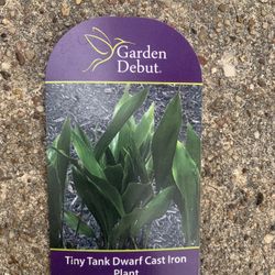 Dwarf Cast Iron Plant 