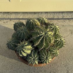 Euphorbia horrida 'Major Nova'