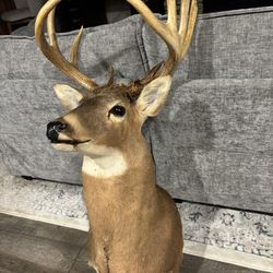 White Tail Shoulder Mount Taxidermy 