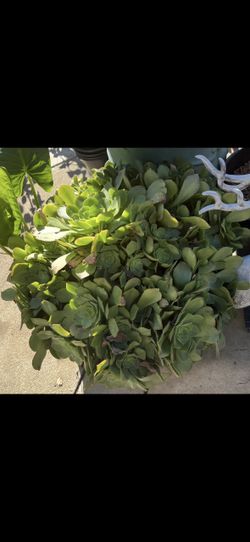 Plants and fruits trees