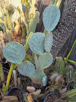 The wheel cactus
