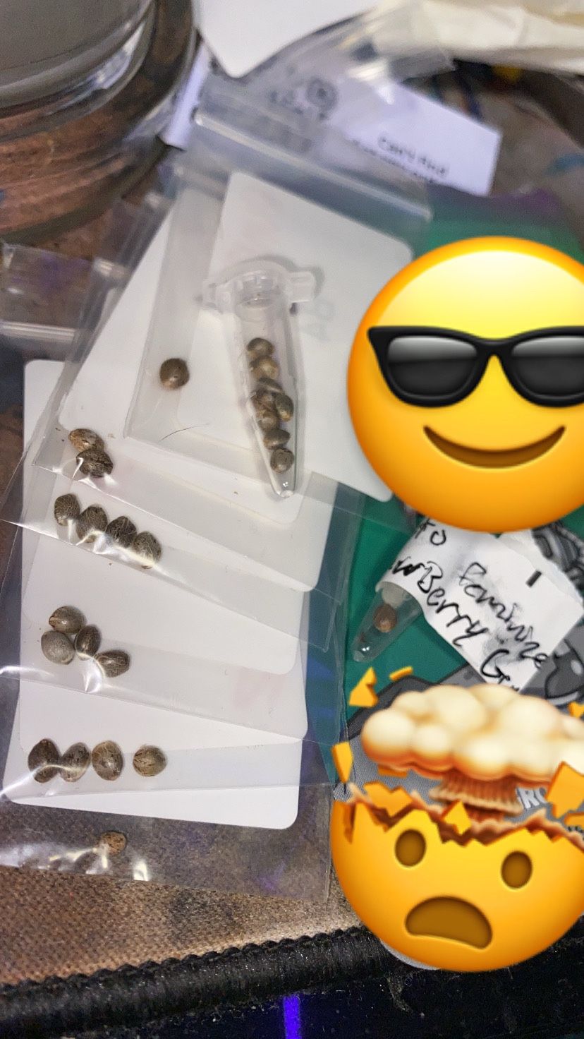 Autoflower Seeds
