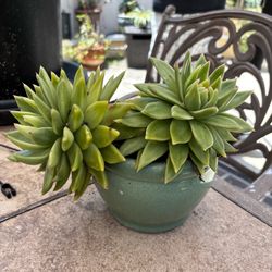 Succulent plant. 6” x 4.5”pot
