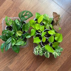 Plant starters. 4 for $20