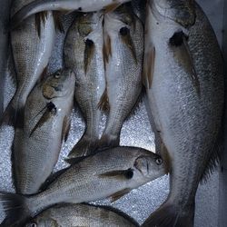 Fresh Fish  Pescado Fresco