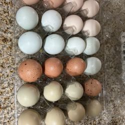 Fertile Chicken Eggs.