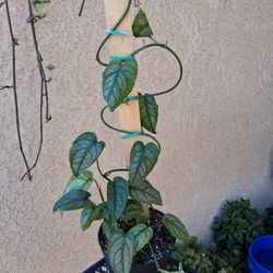 Monstera Siltepecana Plant $35