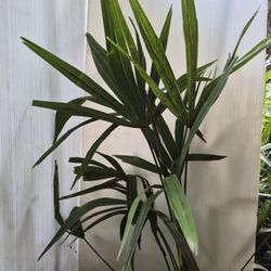 Baby Palm Trees, fine in Northwest
