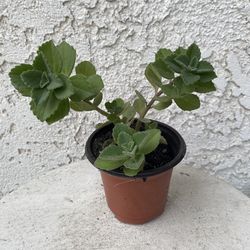 3 Inch Pot Rare Succulent Plant - Plectranthus Amboinicus - Comfort Plant, Cuban Oregano - Rooted & Established - Drought Resistant - 🪴