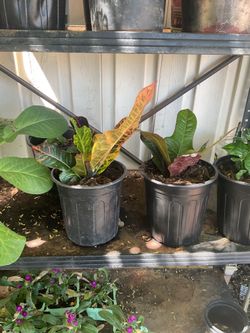 Croton plants