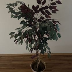 58” Tall Fake Ficus Tree  Basket 12” Diameter Smoke and pet free home.  PU in Kennewick near Canyon Lakes Golf Course 