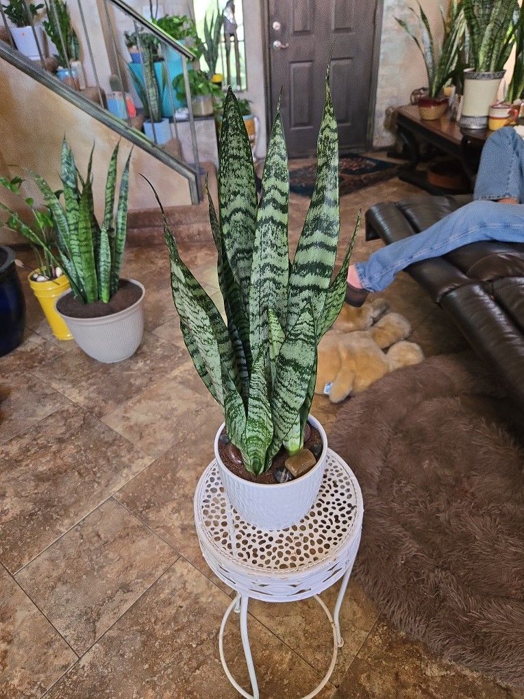 Two Ft Tall Sansevieria Snake Plant In Ceramic Pot With Polished Stones