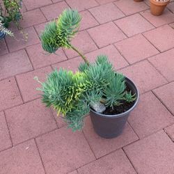 Mermaid Tail 🧜♀️ In Plastic Large Pot Succulent
