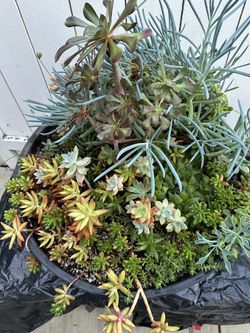 Huge Succulents Arrangement In 24” Diameter Pot 