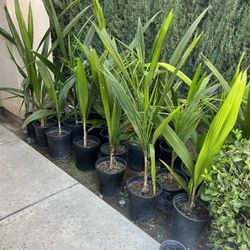 Palm Trees 
