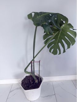 Monstera plant