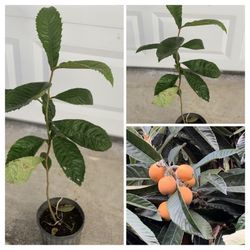 Sweet Loquat fruit tree Live Plant (枇杷) Nispero Pipa in 1 Gallon Pot