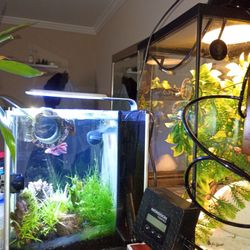 Fiuval Spec 2.6 Gallon With Live Plants Volcanic Rock Bubblers.