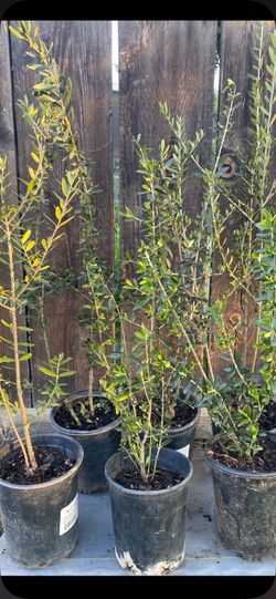 Olive trees 2 1/2 ft tall $25 each