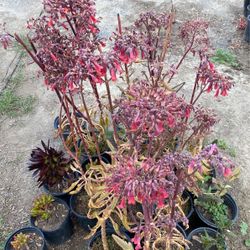 Succulent plants