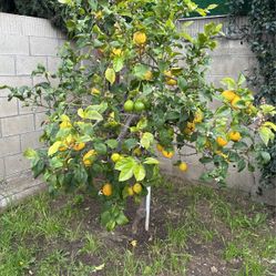 Lemons For Sale