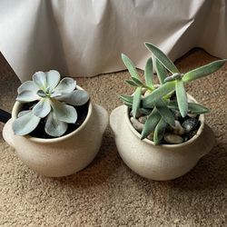 Succulent Matching Pots