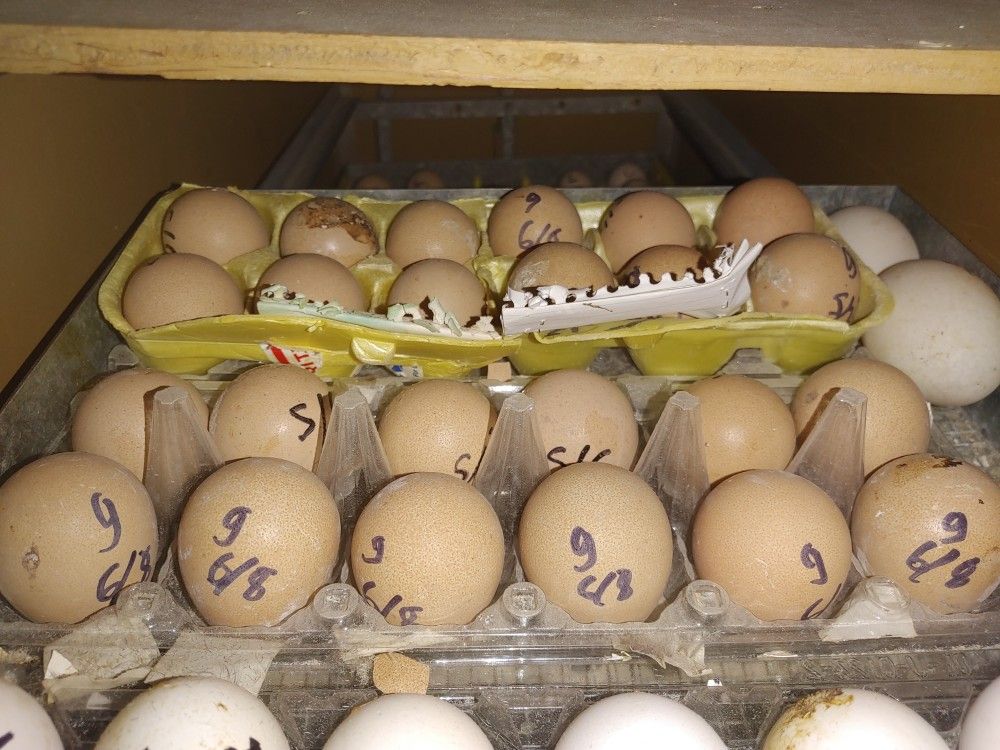 Fertile Guinea Eggs For Sale