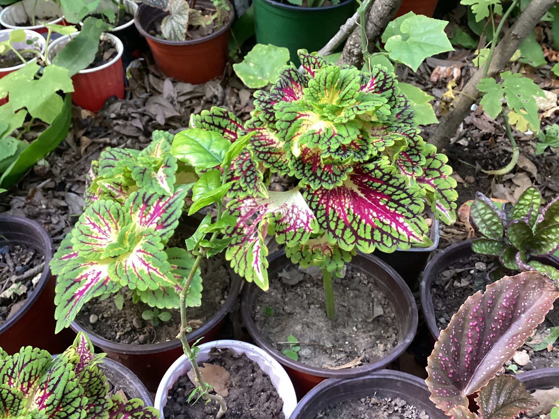 Coleus Plant
