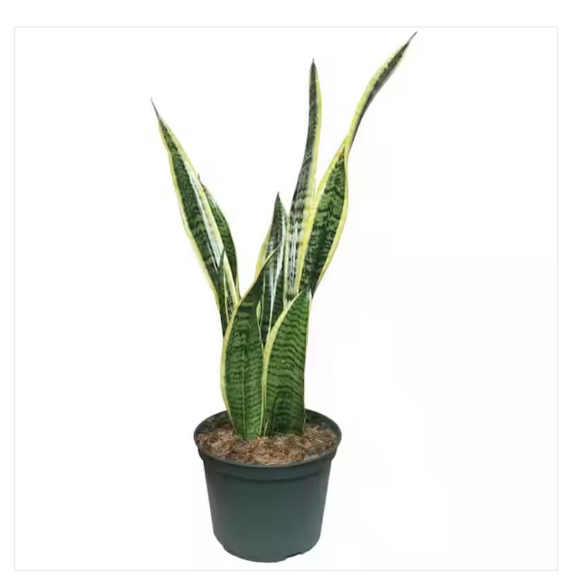 Snake Plant