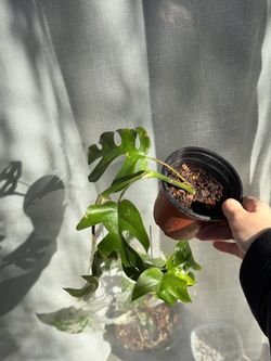 Mini Monstera（Rhaphidophora tetrasperma）in 4” pot