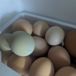 Fresh Eggs
