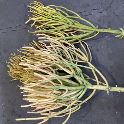 Euphorbia Plant Stick Fire Bush Plant Cuttings