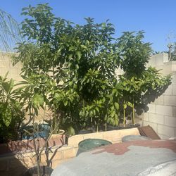 -6-8 Feet Tall Avocado Trees-