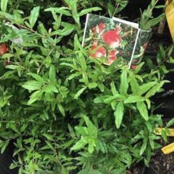 1 Gallon Pomegranate Fully Rooted Plant Punica Granatum