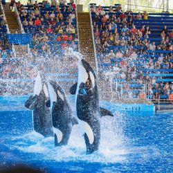 Sea World Tickets 