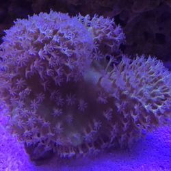 Snowball Toadstool Leather